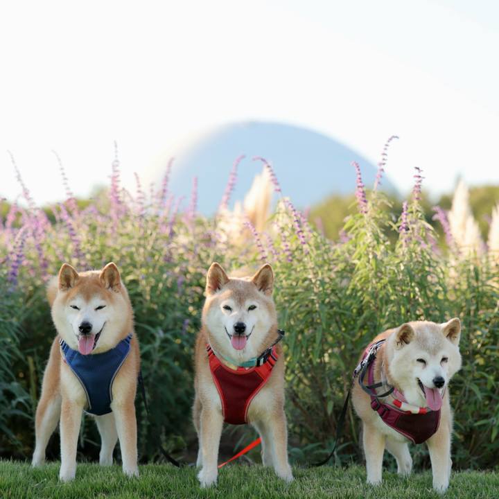 Db0f597c cba8 417e b8fa 80574ecaca03 1759679856098