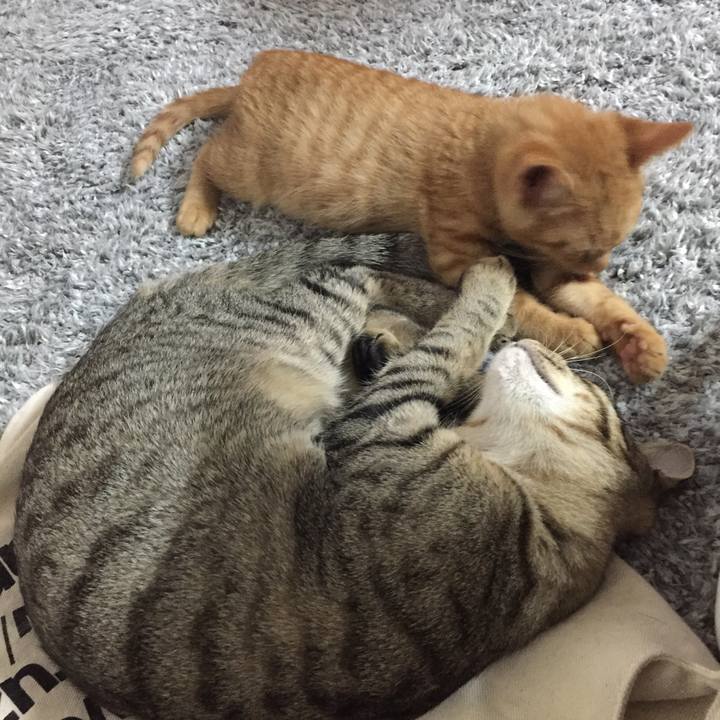 Db0fc83c f667 4c29 a131 302096b2a6f7 1510664770778