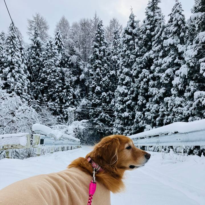 Db13af23 ea85 4bfb b87b decbb91579e9 1733930525358