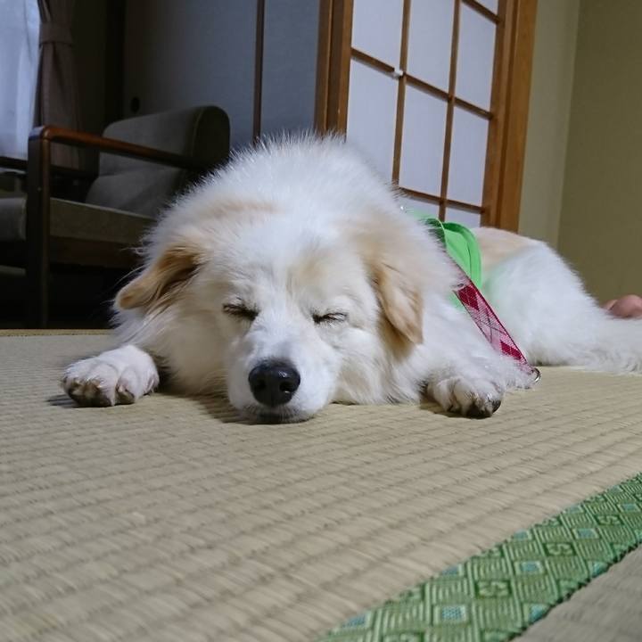 Db18a6ca 1369 4ac0 aaff f82568ee78c2 1509091579414