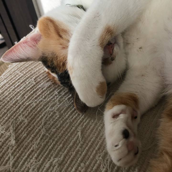 Db203b0e fbdc 43cb a767 92db1d54f4c9 1592723593527