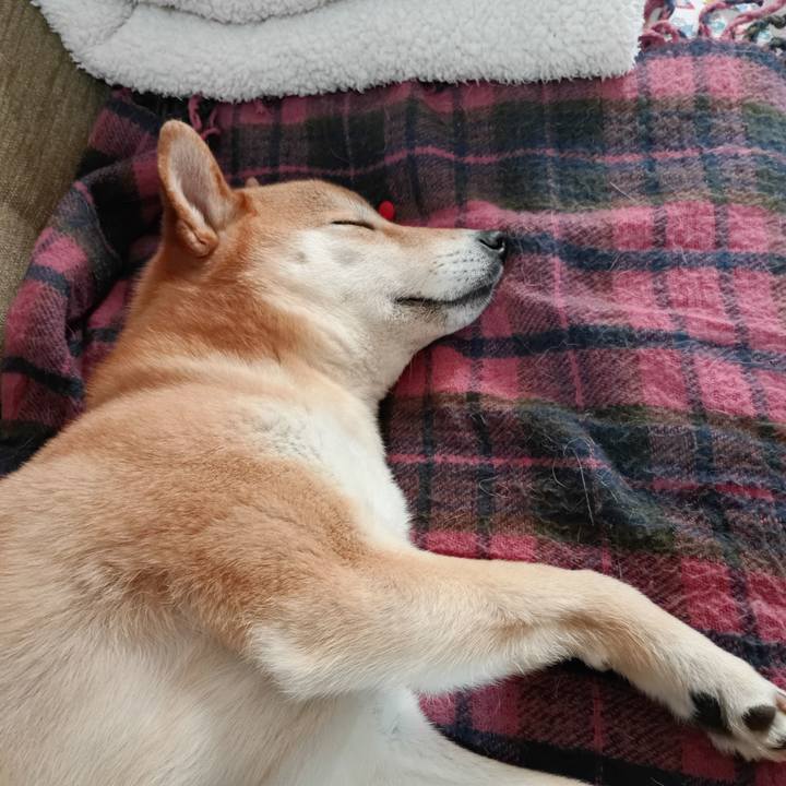 Db217c15 6954 4b19 a709 03a4318c55b4 1767485170839