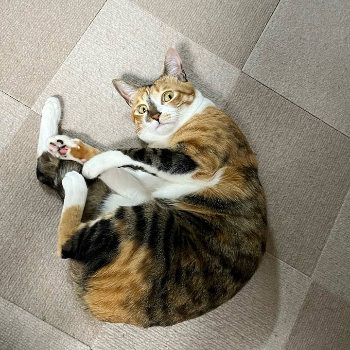 Db24f93b b0e9 4e63 ae20 b00754515f60 1771376980377