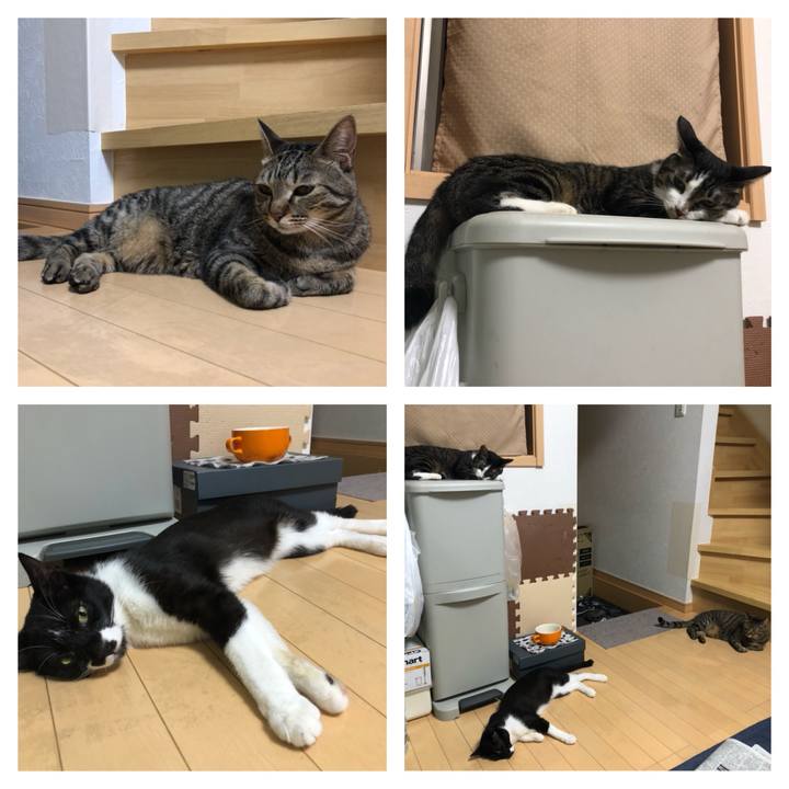 Db28a216 e95c 4db4 b063 79d7b9dec9f2 1532202115800