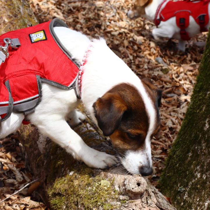 Db351ea9 0644 4b00 a4e3 f262efcc22a0 1552125317858