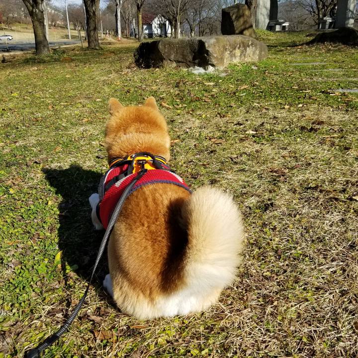 Db3fc748 77bf 453e 83cf 2841ee7405b8 1607135065839