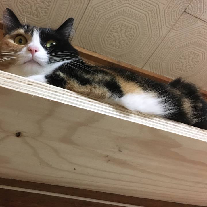 Db4056ca 45f2 4a5d ad2b d2916aac7292 1511789764344