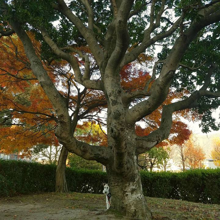 Db4159f5 258c 47b0 b637 1b9a3e5fba97 1512296983234