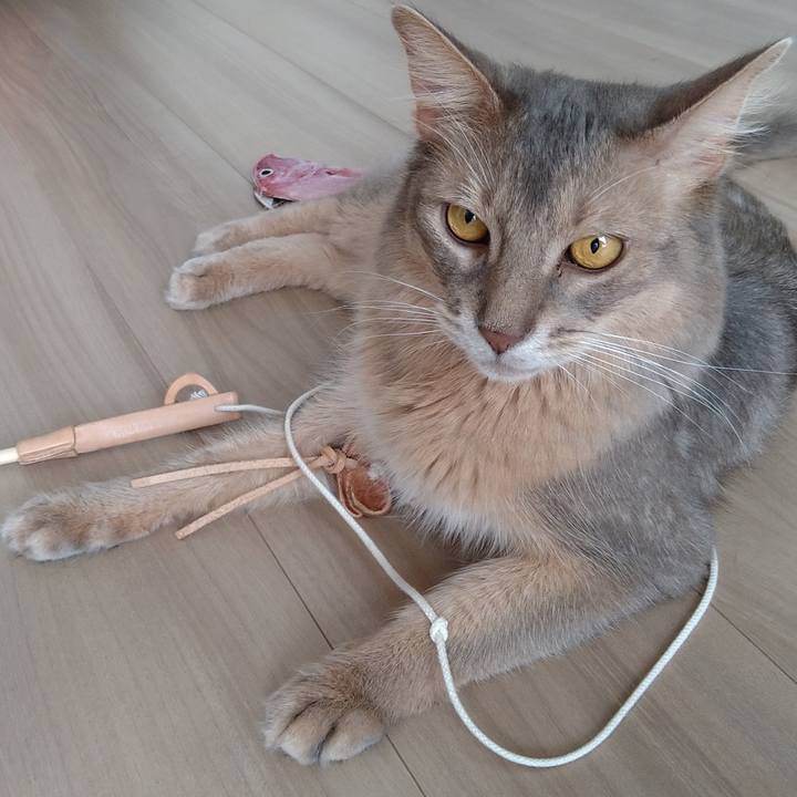 Db43dd29 3b5f 45ca b024 cd5e6a48a0a3 1595304446113