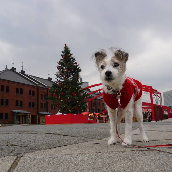 Db43f263 31eb 44e9 b0e2 141ae076307a 1543529934534