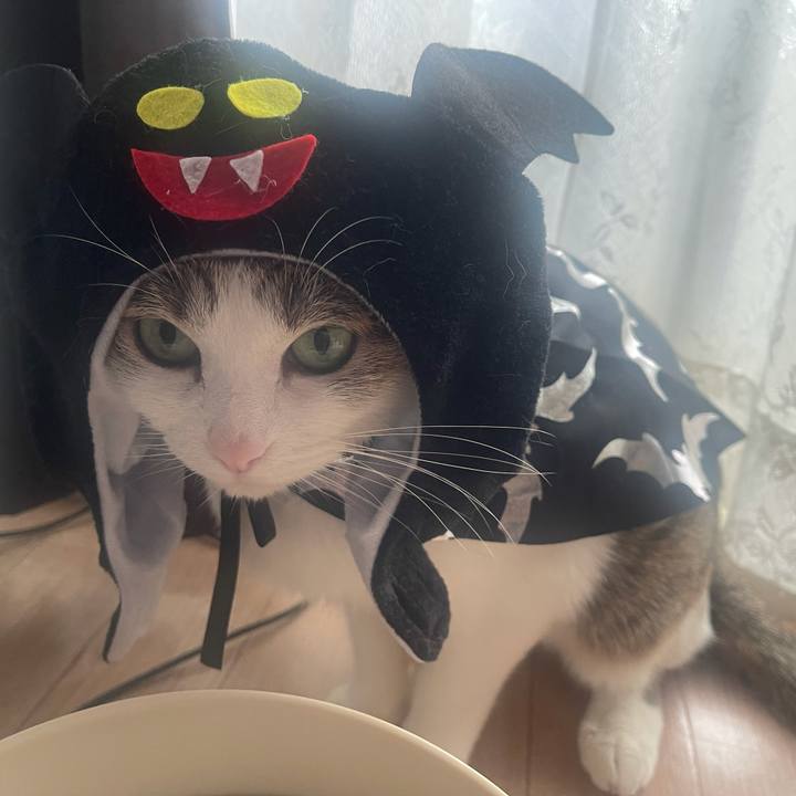 Db489332 6fff 48bb 9ffd 5111868a2a1c 1635661733635