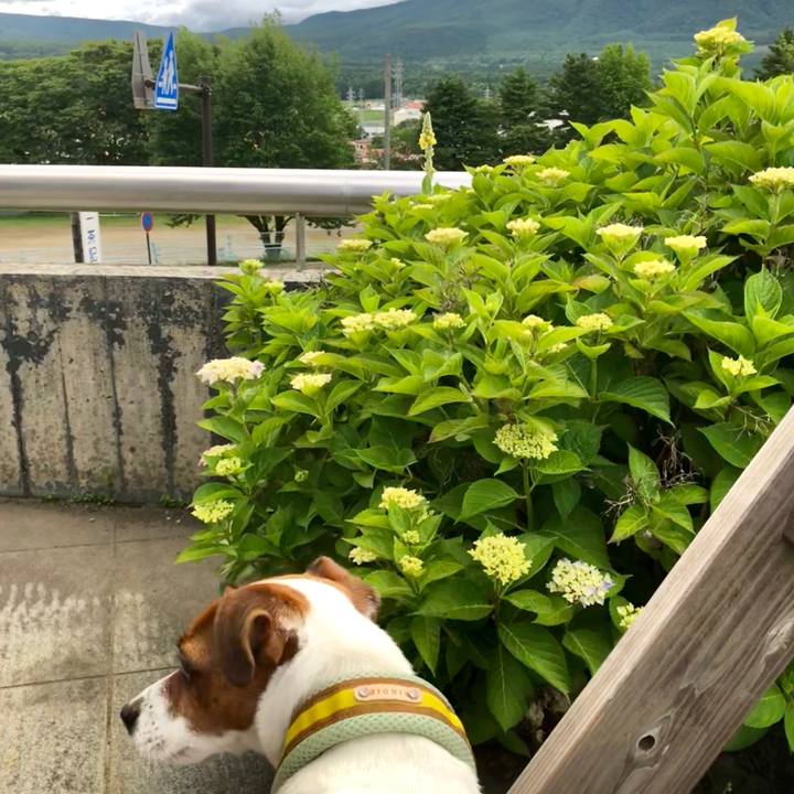 Db48db2a 7f17 4a05 9a26 3ed0af1229f1 1530348864888