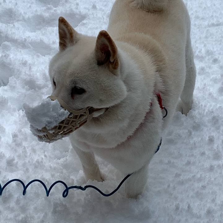 Db48eabb 17e0 4b7f bd9a fe3938a53813 1604960302569