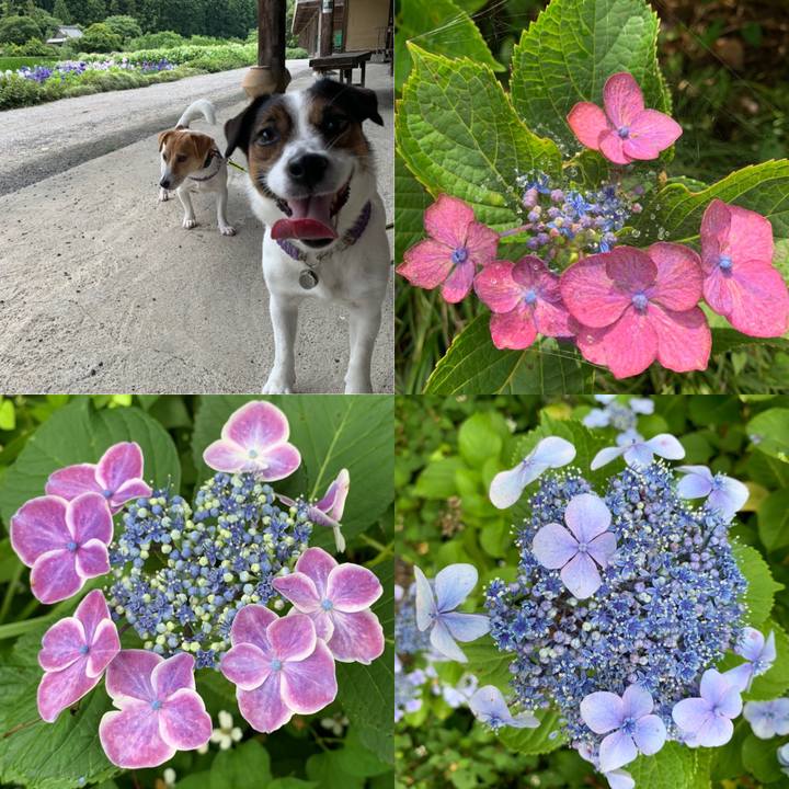 Db4b75cb 8c2a 46ca 9fa2 8ac979db371a 1592648613799