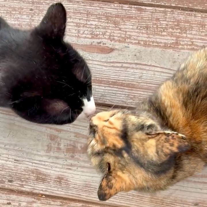 Db4ccd6e f918 4bc4 8e62 809722da426c 1745030557937