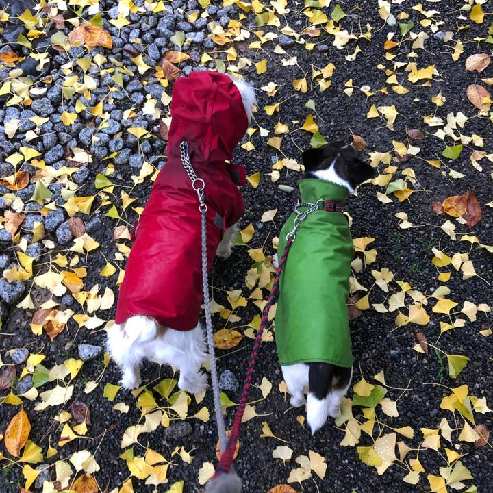 Db51a146 39d0 4129 a79d c39960011650 1542419514242