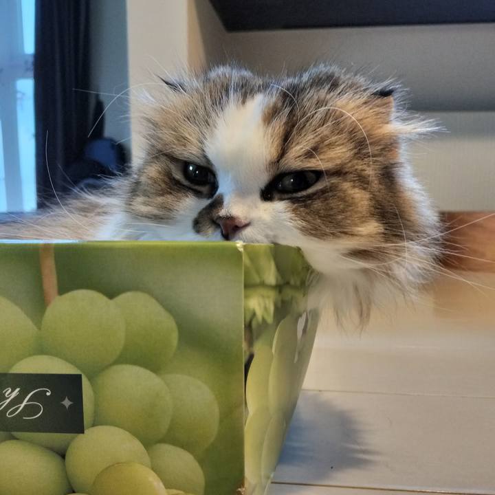 Db538d27 6c29 4a0f 8de5 789bd42adf86 1764541781594