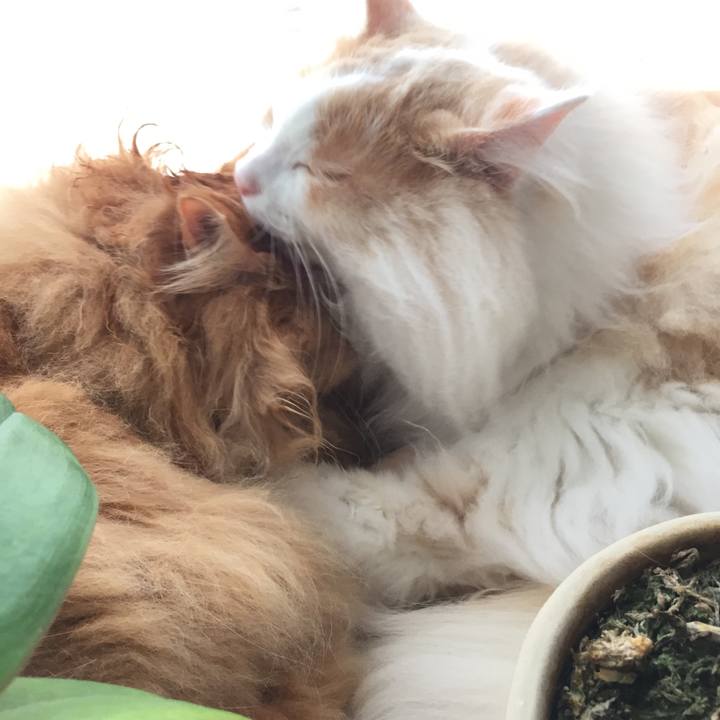 Db55290c 98ea 4155 a965 815cdf9074a3 1560556083894