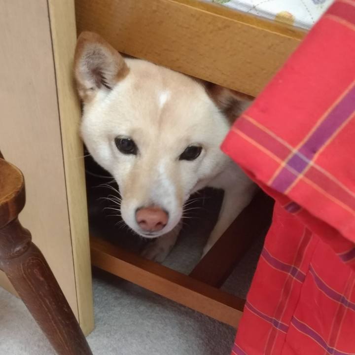 Db59c769 f36b 4e59 876c e5261ca3fad4 1585264121746