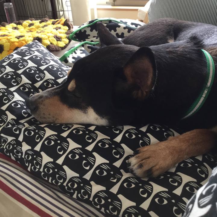 Db5e5583 2220 403c 9424 be911011c291 1528688312831