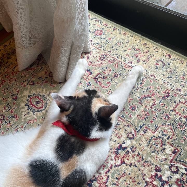 Db60150c 9807 4a3b 9bee 19934cfc1a81 1723612795913