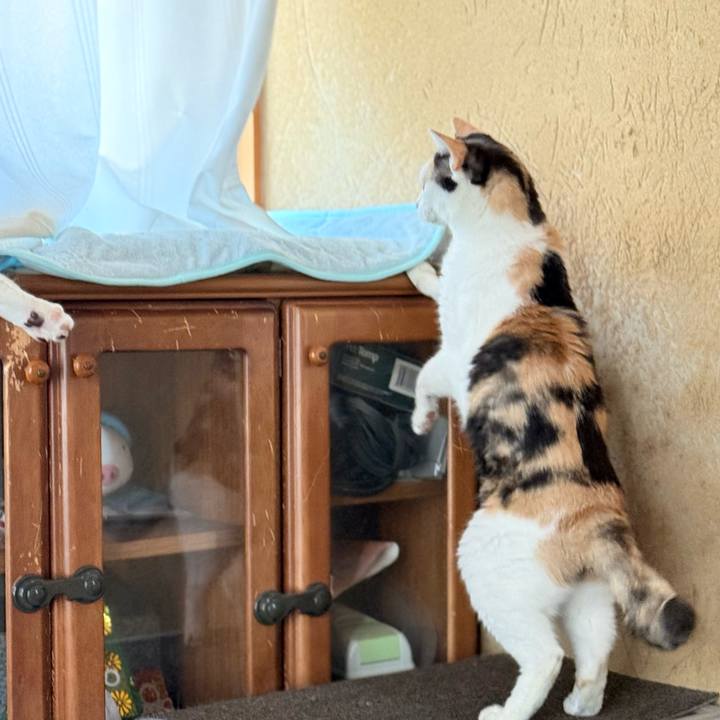 Db63328e 7246 42ce bc08 76a1250e7d4b 1759716497626