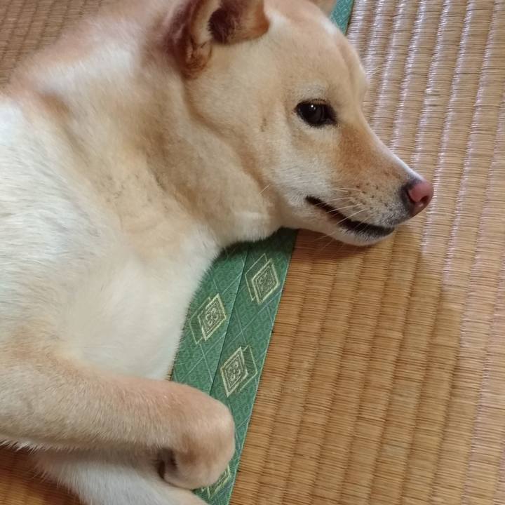 Db76cb56 66eb 4dae bbc7 83b0bfc2302c 1531294203661