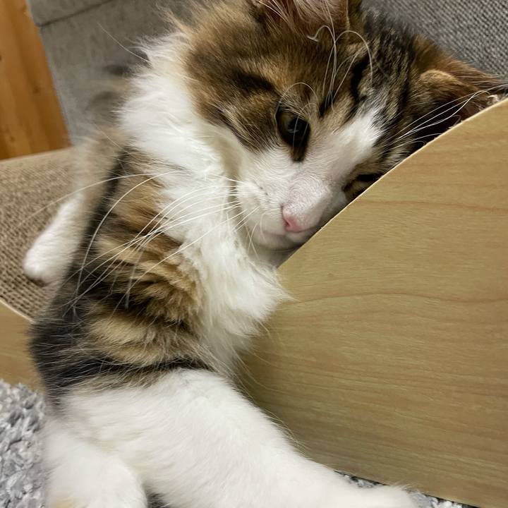 Db7d9c68 d433 4213 97a2 bb3bc7d9da1e 1635419724403