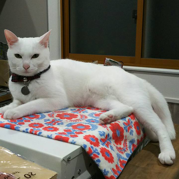 Db7fa0ff 5ea6 4dd4 bc4f 922776fa1fa5 1560515139241