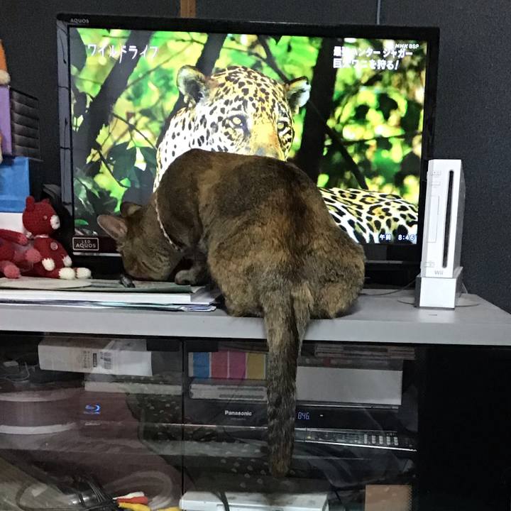 Db835f58 bfb4 4d02 b93d 64f1a64e7d37 1587353026673