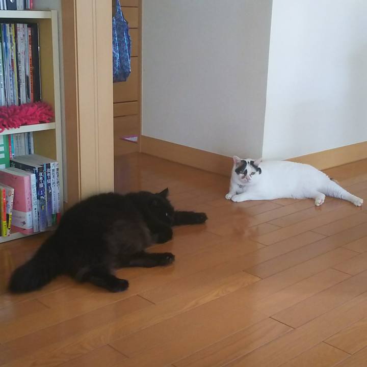 Db844b51 5886 4655 a3dc 2a0c5c137232 1532566271802