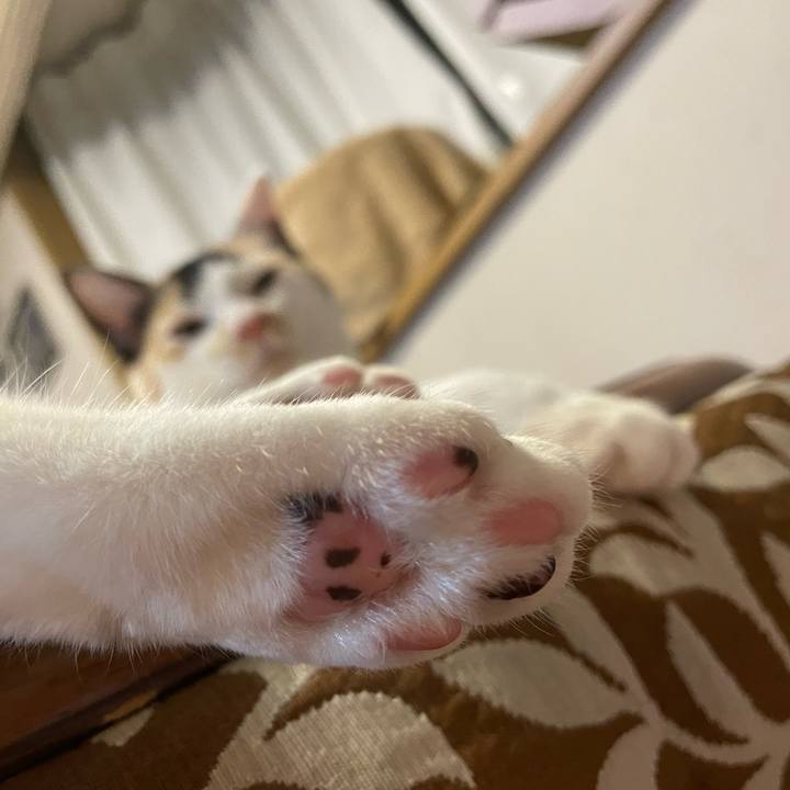 Db89db32 93c4 4d39 a6ae d7a6ea2fd68e 1668477921836