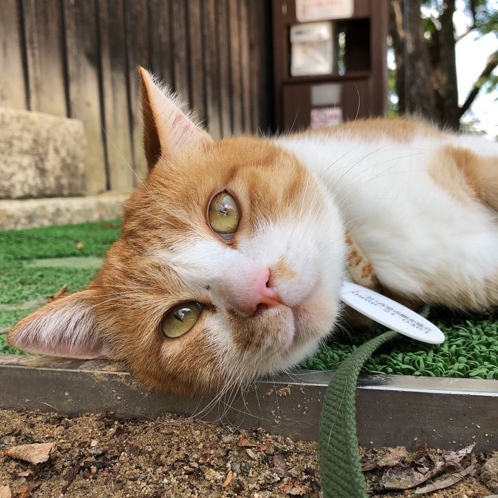 Db8ec6ac 94b6 4e10 bb84 f782bbd28dcd 1598441027593