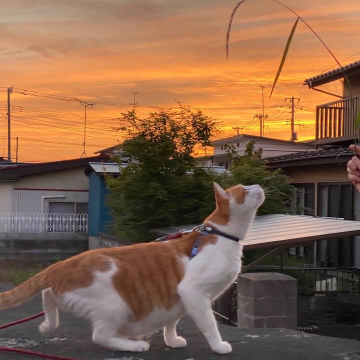 Db8eeca6 dfa3 42f7 97e8 698b85a7b8d0 1591533114952