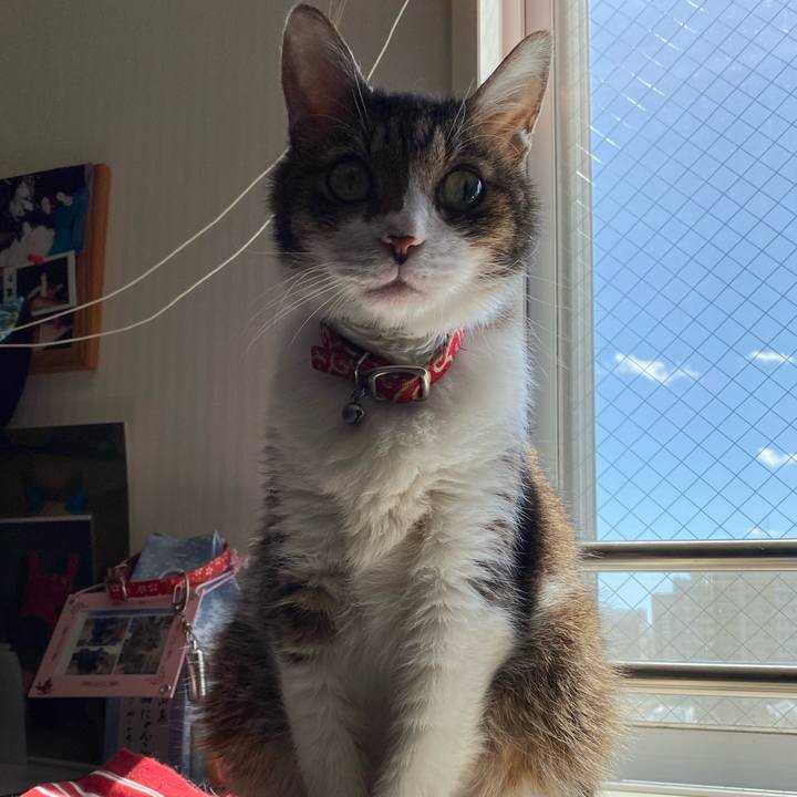 Db95a7c9 0c33 4f66 87ba b385f78661ca 1597428456978