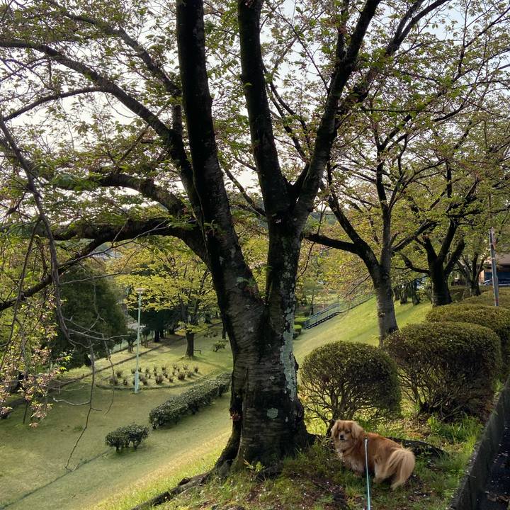 Db992388 ec1d 4e89 89aa 184aef72a498 1587424086073