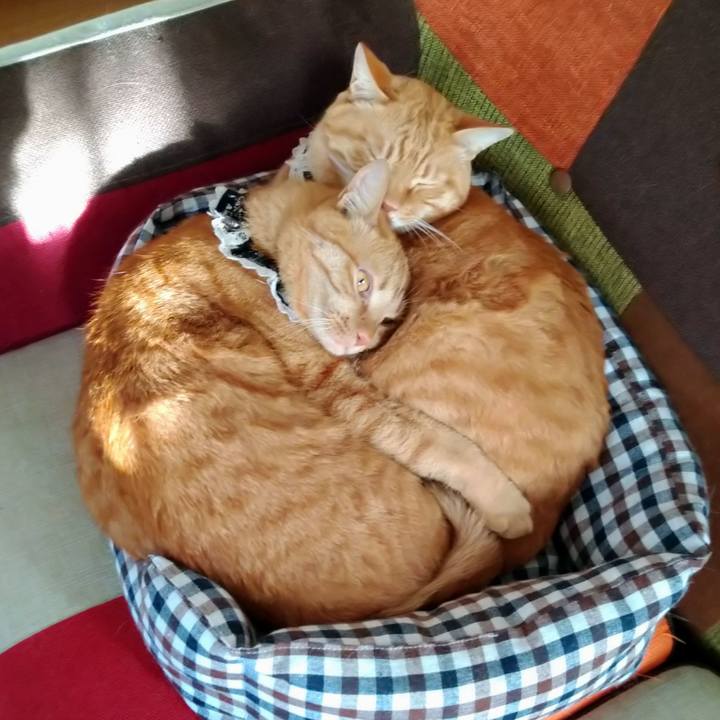 Db9e7e37 e1c6 4caf a6fb f9a8a8f0cc34 1601282246953