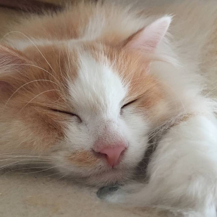 Dba24484 1ace 4aa7 8bc4 ea117f7ecfd0 1535410801205