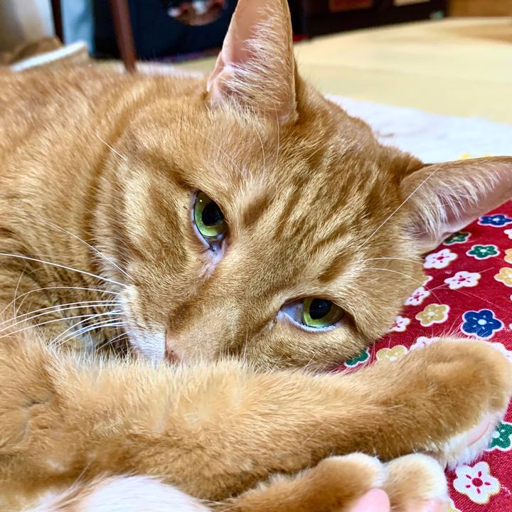 Dba376cd 93bf 404f af07 0b1b127990aa 1585397639742