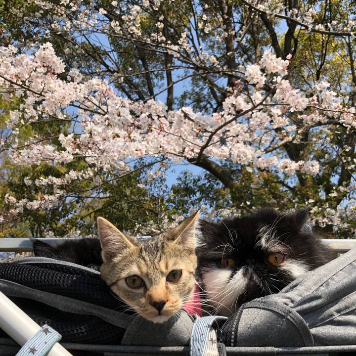 Dba3aedd feec 476b 9e54 1d9878d1429b 1554530459716