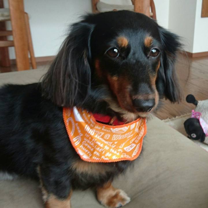 Dba631d5 1ad4 43cf ba38 51d05df1c1ab 1537150126641