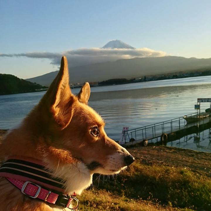 Dba77ff3 1898 4115 a60a 7370a78ab8ab 1542885580321