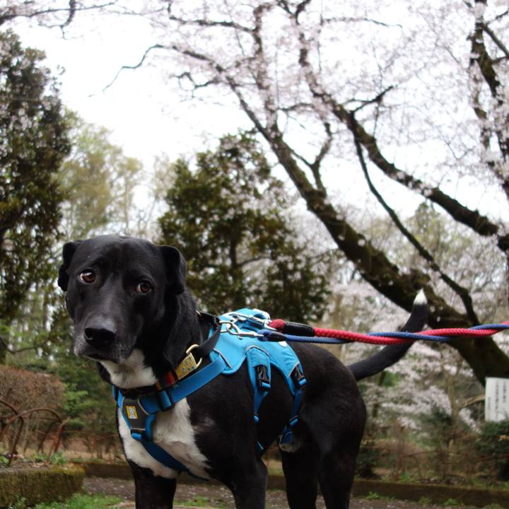 Dbab4bd6 93b4 4fe8 82a6 3b0ccbcbe8a0 1616370370649