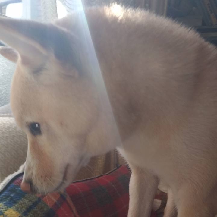 Dbb13951 d235 485c 8b85 490d96db4af6 1542167374130