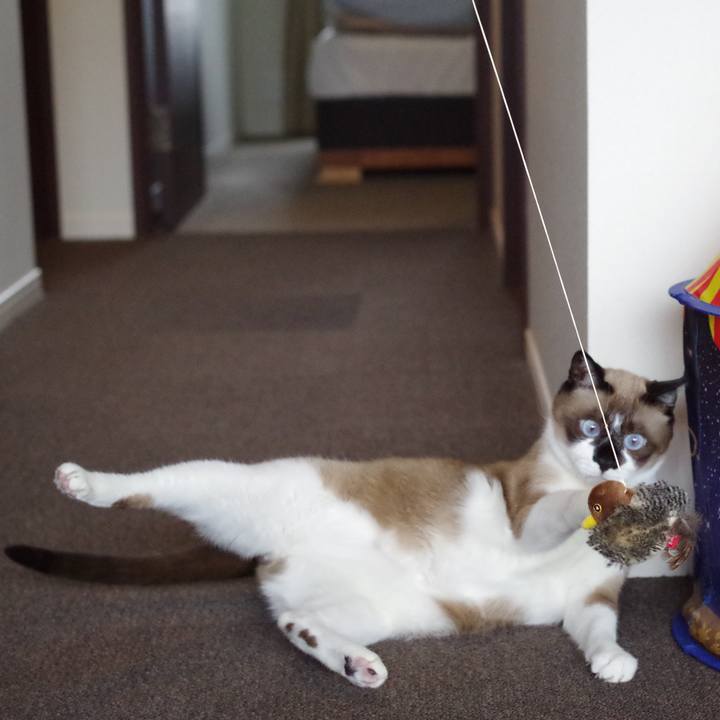 Dbb2d336 e6cf 4c65 9670 2b6eb0346ebe 1546770110755