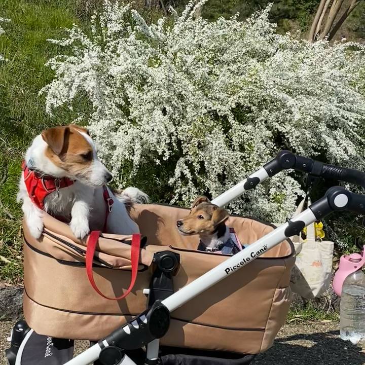 Dbb458e5 1ff8 464a be5b 4e0b05394522 1743928834964