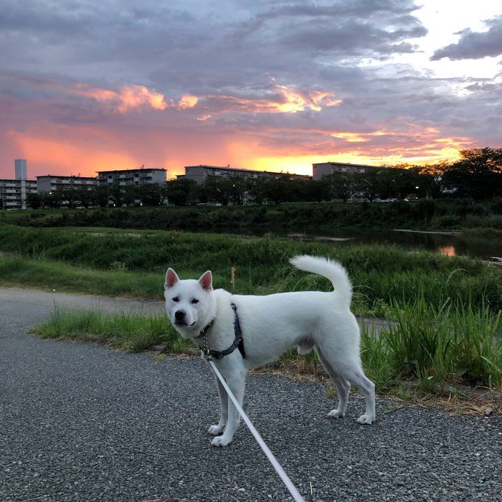 Dbb80682 d55d 4c4a 8943 383940693406 1598993797853