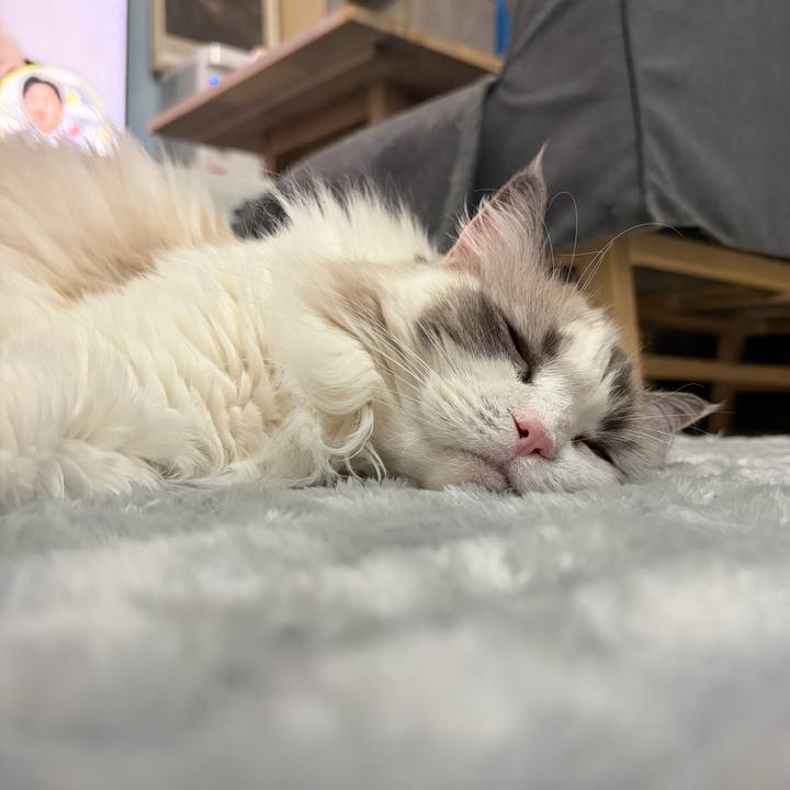 Dbbd2439 2bb8 4839 940e 1f4838560f53 1766242836806