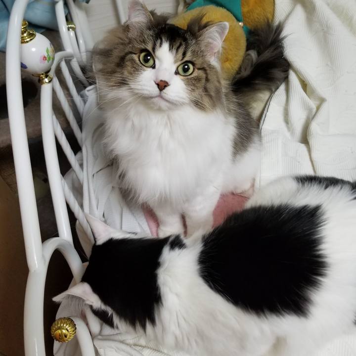 Dbbf4c2b d336 4255 a251 c574cea2539f 1551953266722