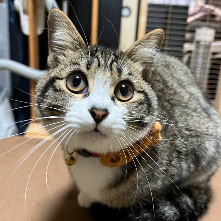 Dbbf8899 2f52 4810 9e6e c5dfcf70c950 1702801791725